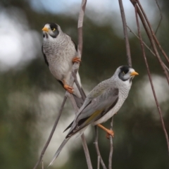 Manorina melanocephala (Noisy Miner) at Holt, ACT - 22 Aug 2024 by AlisonMilton