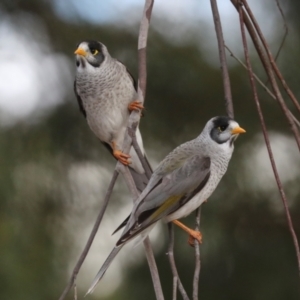 Manorina melanocephala at Holt, ACT - 22 Aug 2024 11:45 AM