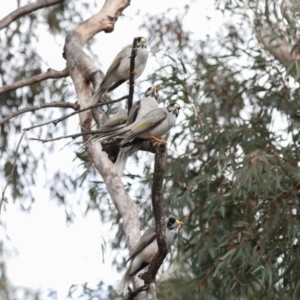 Manorina melanocephala at Holt, ACT - 22 Aug 2024