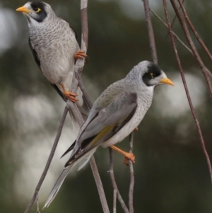 Manorina melanocephala at Holt, ACT - 22 Aug 2024