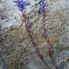 Veronica perfoliata (Digger's Speedwell) at Rendezvous Creek, ACT - 20 May 2006 by MB