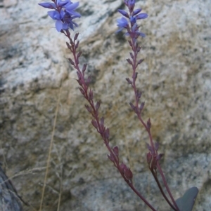 Veronica perfoliata at Rendezvous Creek, ACT - 20 May 2006