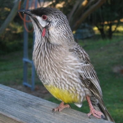 Anthochaera carunculata (Red Wattlebird) at Blackheath, NSW - 26 Apr 2006 by MB