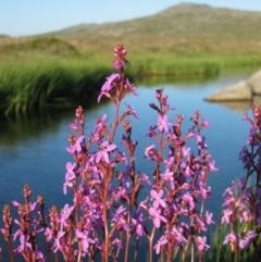 Stylidium montanum (alpine triggerplant) at Munyang, NSW - 26 Jan 2006 by MB