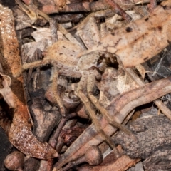 Isopeda canberrana (Canberra Huntsman Spider) at Holt, ACT - 22 Aug 2024 by AlisonMilton