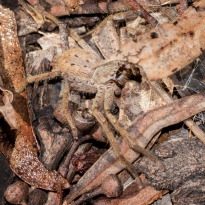 Isopeda canberrana (Canberra Huntsman Spider) at Holt, ACT - 22 Aug 2024 by AlisonMilton