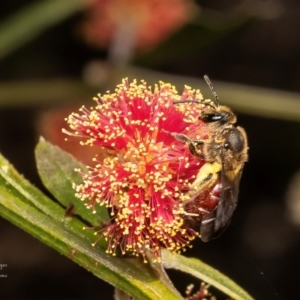 Lasioglossum (Parasphecodes) sp. (genus & subgenus) at Acton, ACT - 22 Aug 2024