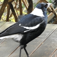 Gymnorhina tibicen (Australian Magpie) at Aranda, ACT - 22 Aug 2024 by KMcCue