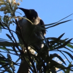 Philemon corniculatus (Noisy Friarbird) at Eurimbula, QLD - 22 Aug 2024 by lbradley