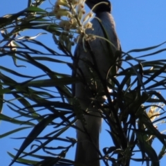 Philemon corniculatus at Eurimbula, QLD - 22 Aug 2024