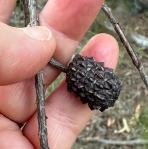 Allocasuarina littoralis at Eurimbula, QLD - 22 Aug 2024