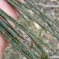 Allocasuarina littoralis at Eurimbula, QLD - 22 Aug 2024