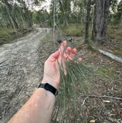 Allocasuarina littoralis at Eurimbula, QLD - 22 Aug 2024