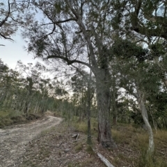 Allocasuarina littoralis at Eurimbula, QLD - 22 Aug 2024