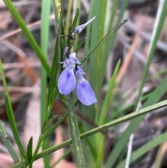 Hybanthus monopetalus (Slender Violet) at Tianjara, NSW - 21 Aug 2024 by JaneR