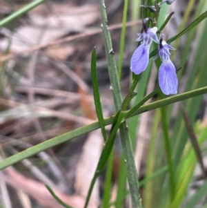 Hybanthus monopetalus at Tianjara, NSW - 21 Aug 2024