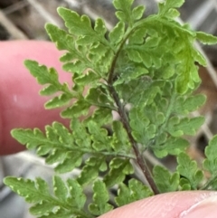 Cheilanthes tenuifolia at Eurimbula, QLD - 22 Aug 2024 by lbradley