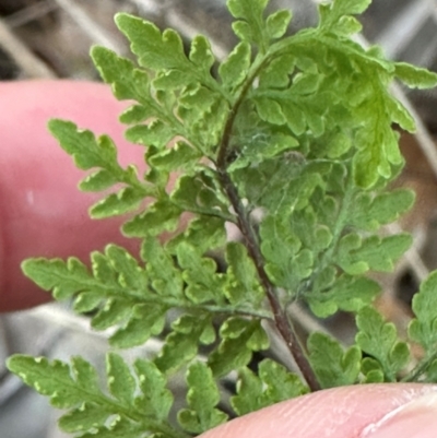 Cheilanthes tenuifolia (Curly fern) at Eurimbula, QLD - 22 Aug 2024 by lbradley