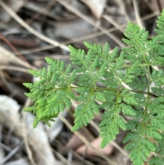 Cheilanthes tenuifolia at Eurimbula, QLD - 22 Aug 2024