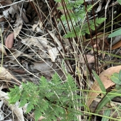 Cheilanthes tenuifolia at Eurimbula, QLD - 22 Aug 2024