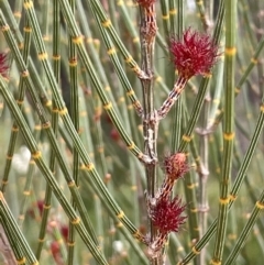 Allocasuarina distyla (Shrubby Sheoak) at Jerrawangala, NSW - 21 Aug 2024 by JaneR