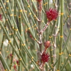 Allocasuarina distyla at Jerrawangala, NSW - 21 Aug 2024 by JaneR