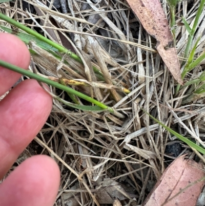 Fuirena umbellata at Eurimbula, QLD - 22 Aug 2024 by lbradley