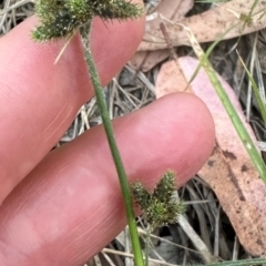 Fuirena umbellata at Eurimbula, QLD - 22 Aug 2024 05:03 PM