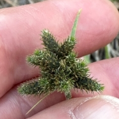 Fuirena umbellata at Eurimbula, QLD - 22 Aug 2024 05:03 PM