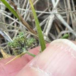 Fuirena umbellata at Eurimbula, QLD - 22 Aug 2024 05:03 PM
