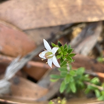 Rhytidosporum procumbens (White Marianth) at Tianjara, NSW - 21 Aug 2024 by JaneR