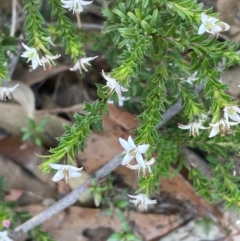 Rhytidosporum procumbens at Tianjara, NSW - 21 Aug 2024