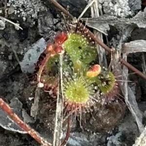 Drosera burmanni at Eurimbula, QLD - 22 Aug 2024