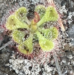 Drosera burmanni at Eurimbula, QLD - 22 Aug 2024