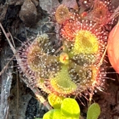 Drosera burmanni at Eurimbula, QLD - 22 Aug 2024