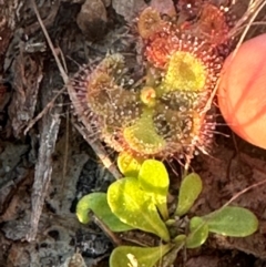 Drosera burmanni at Eurimbula, QLD - 22 Aug 2024