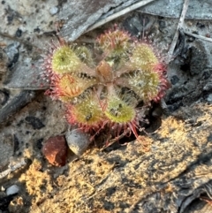 Drosera burmanni at Eurimbula, QLD - 22 Aug 2024