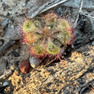 Drosera burmanni at Eurimbula, QLD - 22 Aug 2024