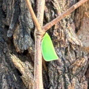 Siphanta acuta at Russell, ACT - 21 Aug 2024 10:55 AM