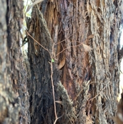 Siphanta acuta at Russell, ACT - 21 Aug 2024 10:55 AM