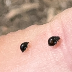 Coccinellidae (family) at Russell, ACT - 21 Aug 2024