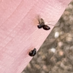 Coccinellidae (family) at Russell, ACT - 21 Aug 2024 12:19 PM