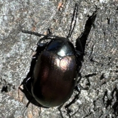 Chalcopteroides sp. (genus) (Rainbow darkling beetle) at Russell, ACT - 21 Aug 2024 by Hejor1