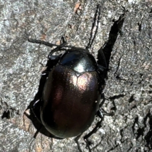 Chalcopteroides sp. (genus) at Russell, ACT - 21 Aug 2024