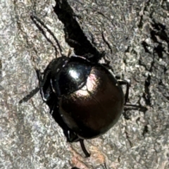 Chalcopteroides sp. (genus) at Russell, ACT - 21 Aug 2024