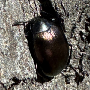 Chalcopteroides sp. (genus) at Russell, ACT - 21 Aug 2024