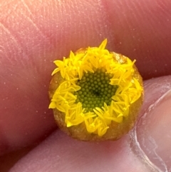 Chrysocephalum apiculatum at Eurimbula, QLD - 22 Aug 2024 by lbradley