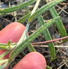 Rutidosis murchisonii at Eurimbula, QLD - 22 Aug 2024 04:57 PM