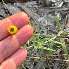 Rutidosis murchisonii at Eurimbula, QLD - 22 Aug 2024 04:57 PM