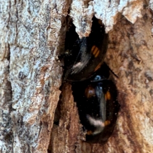 Paropsisterna octosignata at Russell, ACT - 21 Aug 2024 12:27 PM